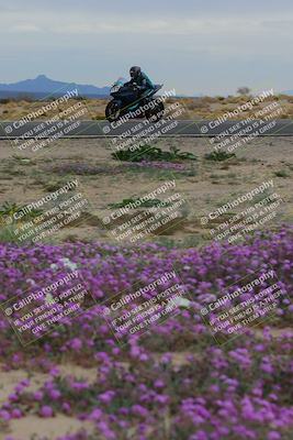 media/Jan-14-2023-SoCal Trackdays (Sat) [[497694156f]]/Turn 14 Exit Bloomig (145pm)/